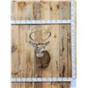 Image 1 : 4x4 Whitetail Shoulder Mount Taxidermy