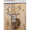 Image 2 : 4x4 Whitetail Shoulder Mount Taxidermy