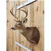 Image 3 : 4x4 Whitetail Shoulder Mount Taxidermy