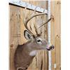 Image 4 : 4x4 Whitetail Shoulder Mount Taxidermy