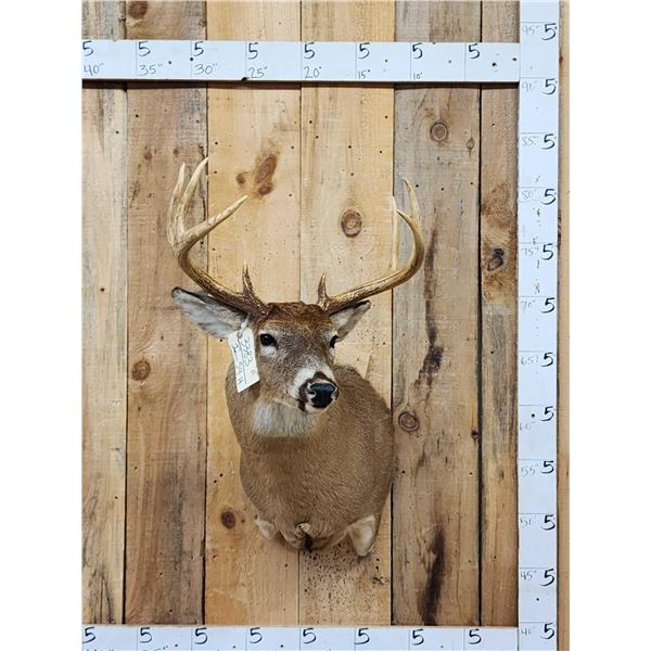 4x4 Whitetail Shoulder Mount Taxidermy