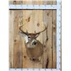 Image 1 : 4x4 Whitetail Shoulder Mount Taxidermy