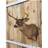 Image 2 : 4x4 Whitetail Shoulder Mount Taxidermy
