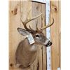 Image 3 : 4x4 Whitetail Shoulder Mount Taxidermy