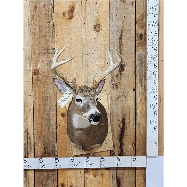 4x4 Whitetail Shoulder Mount Taxidermy