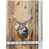 Image 1 : 4x4 Whitetail Shoulder Mount Taxidermy