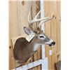Image 2 : 4x4 Whitetail Shoulder Mount Taxidermy