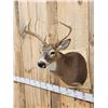 Image 3 : 4x4 Whitetail Shoulder Mount Taxidermy