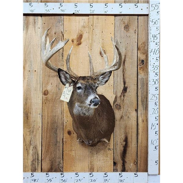 5x5 Whitetail Shoulder Mount Taxidermy