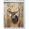 Image 1 : 5x5 Whitetail Shoulder Mount Taxidermy