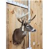 Image 2 : 5x5 Whitetail Shoulder Mount Taxidermy
