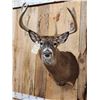Image 3 : 5x5 Whitetail Shoulder Mount Taxidermy
