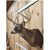 Image 4 : 5x5 Whitetail Shoulder Mount Taxidermy