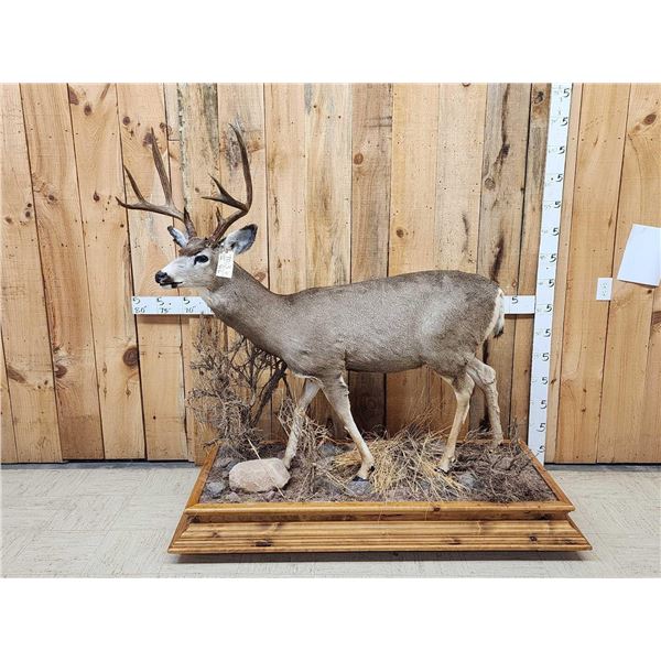 4x5 Mule Deer Full Body Taxidermy Mount