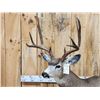 Image 2 : 4x5 Mule Deer Full Body Taxidermy Mount