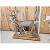 Image 3 : 4x5 Mule Deer Full Body Taxidermy Mount