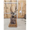 Image 4 : 4x5 Mule Deer Full Body Taxidermy Mount