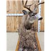 Image 5 : 4x5 Mule Deer Full Body Taxidermy Mount
