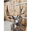 Image 6 : 4x5 Mule Deer Full Body Taxidermy Mount