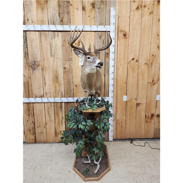 Main Frame 4x5 Unicorn Whitetail Pedestal Taxidermy Mount