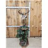 Image 1 : Main Frame 4x5 Unicorn Whitetail Pedestal Taxidermy Mount