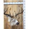 Image 5 : Main Frame 4x5 Unicorn Whitetail Pedestal Taxidermy Mount