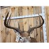 Image 6 : Main Frame 4x5 Unicorn Whitetail Pedestal Taxidermy Mount