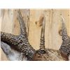 Image 7 : Main Frame 4x5 Unicorn Whitetail Pedestal Taxidermy Mount