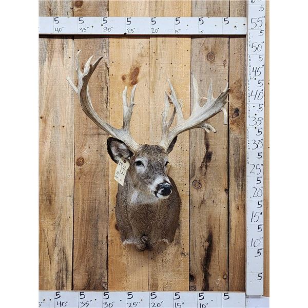Big Nontypical Whitetail Shoulder Mount Taxidermy