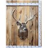 Image 1 : Big Nontypical Whitetail Shoulder Mount Taxidermy