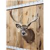 Image 2 : Big Nontypical Whitetail Shoulder Mount Taxidermy