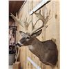 Image 3 : Big Nontypical Whitetail Shoulder Mount Taxidermy