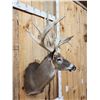 Image 4 : Big Nontypical Whitetail Shoulder Mount Taxidermy