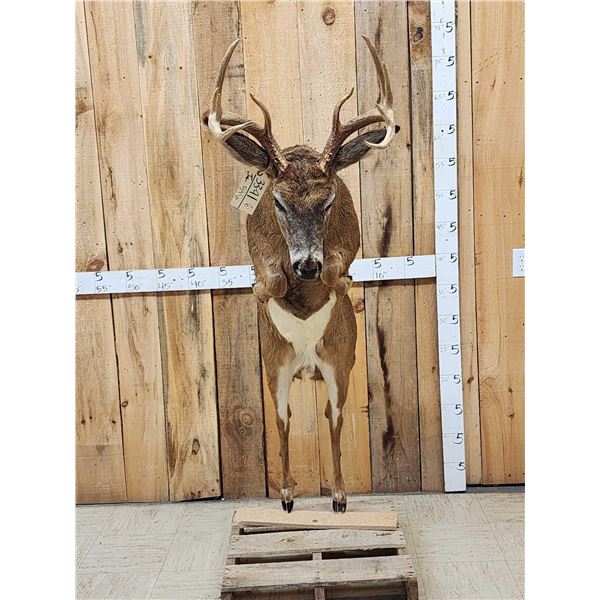 Leaping Whitetail Deer Full Body Taxidermy Mount