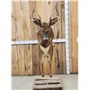 Image 1 : Leaping Whitetail Deer Full Body Taxidermy Mount