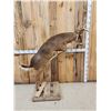 Image 2 : Leaping Whitetail Deer Full Body Taxidermy Mount