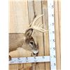 Image 3 : Leaping Whitetail Deer Full Body Taxidermy Mount