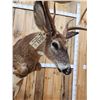 Image 5 : Leaping Whitetail Deer Full Body Taxidermy Mount