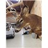 Image 6 : Leaping Whitetail Deer Full Body Taxidermy Mount