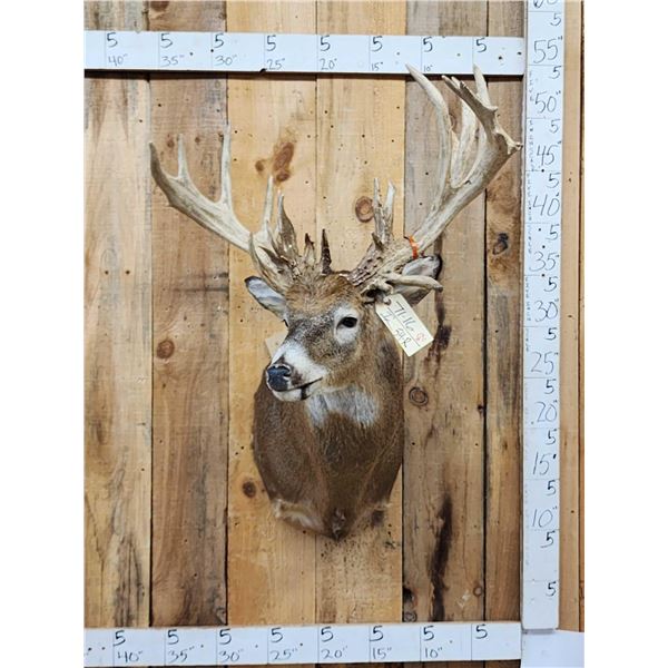 Crazy Nontypical Whitetail Shoulder Mount Taxidermy