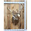 Image 1 : Crazy Nontypical Whitetail Shoulder Mount Taxidermy