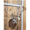 Image 2 : Crazy Nontypical Whitetail Shoulder Mount Taxidermy