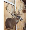Image 3 : Crazy Nontypical Whitetail Shoulder Mount Taxidermy