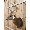 Image 4 : Crazy Nontypical Whitetail Shoulder Mount Taxidermy