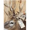 Image 5 : Crazy Nontypical Whitetail Shoulder Mount Taxidermy