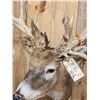 Image 6 : Crazy Nontypical Whitetail Shoulder Mount Taxidermy