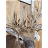 Image 7 : Crazy Nontypical Whitetail Shoulder Mount Taxidermy