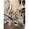 Image 8 : Crazy Nontypical Whitetail Shoulder Mount Taxidermy