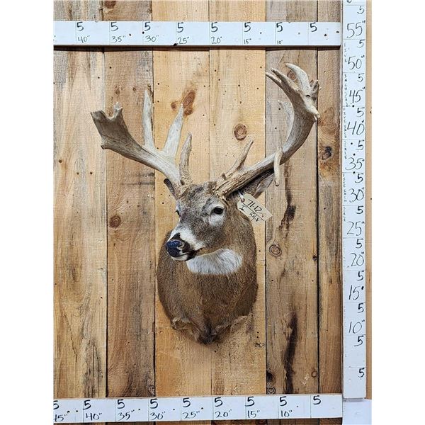 Heavy Mass Nontypical Whitetail Shoulder Mount Taxidermy