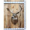 Image 1 : Heavy Mass Nontypical Whitetail Shoulder Mount Taxidermy